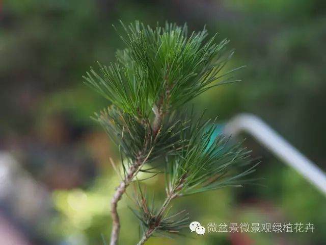 图解 黑松盆景叶子短细密的方法 9幅