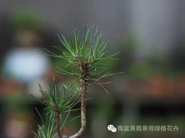 图解 黑松盆景叶子短细密的方法 9幅