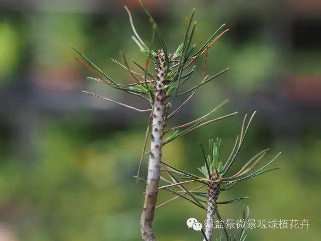 图解 黑松盆景叶子短细密的方法 9幅