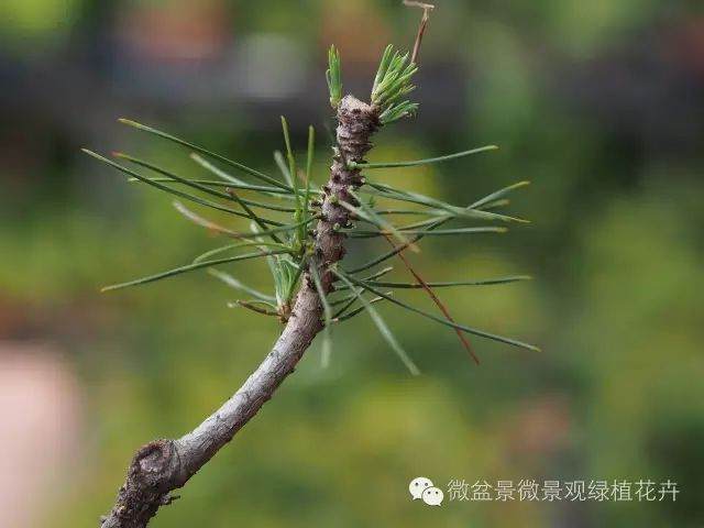 图解 黑松盆景叶子短细密的方法 9幅