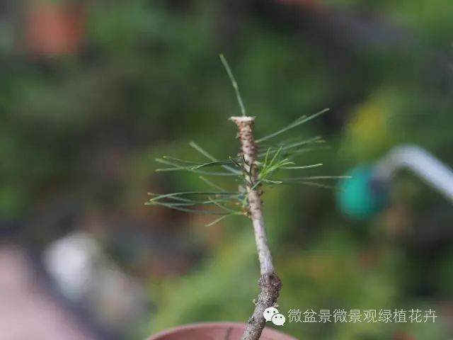 图解 黑松盆景叶子短细密的方法 9幅