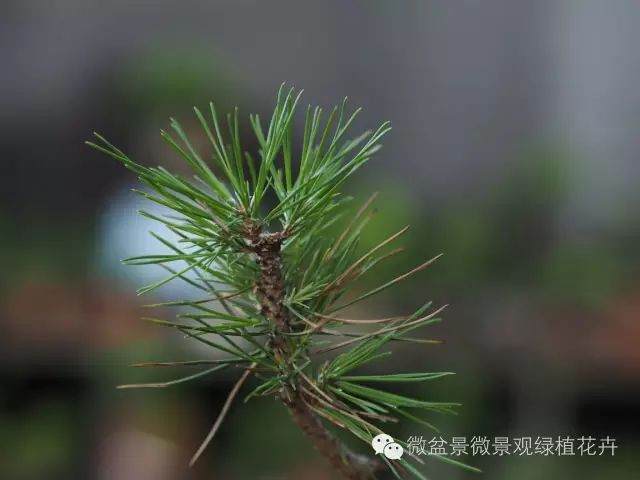 图解 黑松盆景叶子短细密的方法 9幅