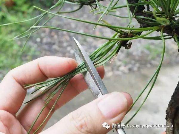 图解 为什么修剪黑松盆景针叶子 不能直接剪短？