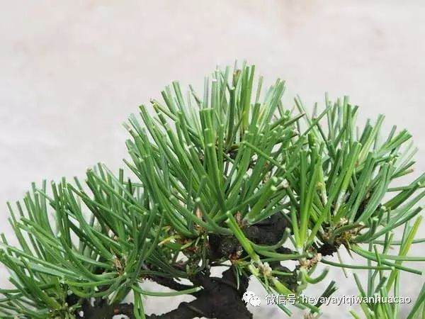 图解 为什么修剪黑松盆景针叶子 不能直接剪短？