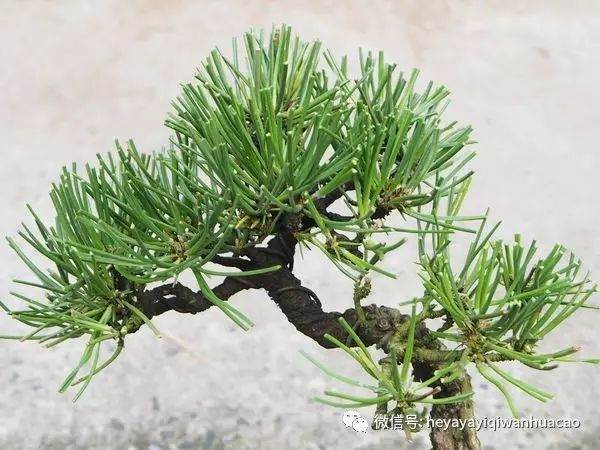 图解 为什么修剪黑松盆景针叶子 不能直接剪短？