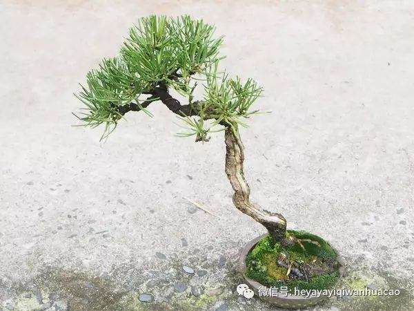 图解 为什么修剪黑松盆景针叶子 不能直接剪短？