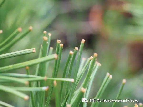 图解 为什么修剪黑松盆景针叶子 不能直接剪短？