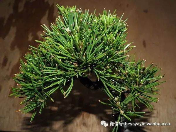 图解 为什么修剪黑松盆景针叶子 不能直接剪短？