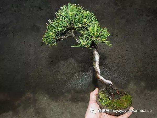 图解 为什么修剪黑松盆景针叶子 不能直接剪短？