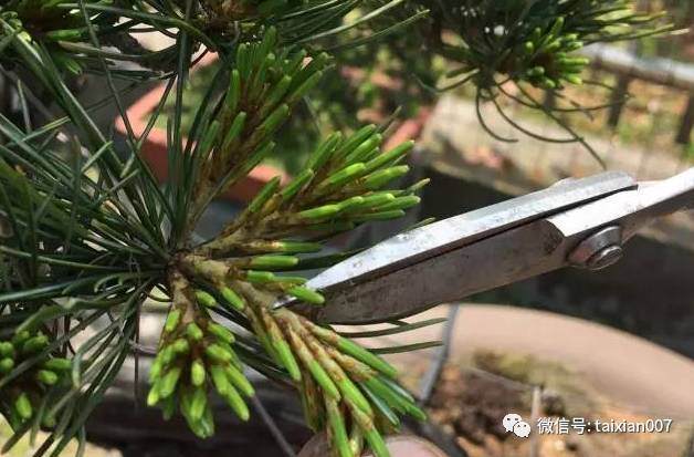 图解 日本黑松盆景怎么短针的方法