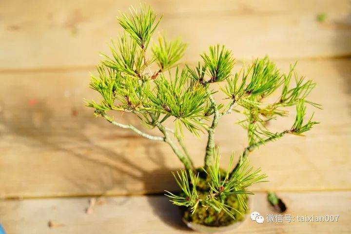 图解 日本黑松盆景怎么短针的方法