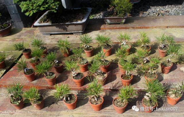 图解 日本黑松盆景怎么短针的方法