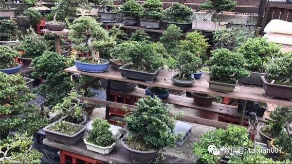 图解 日本黑松盆景怎么短针的方法