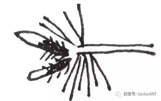 图解 日本黑松盆景怎么短针的方法