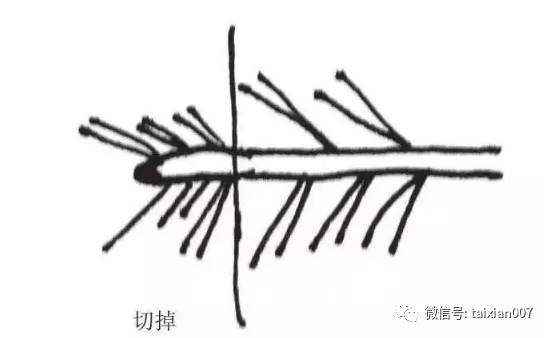 图解 日本黑松盆景怎么短针的方法