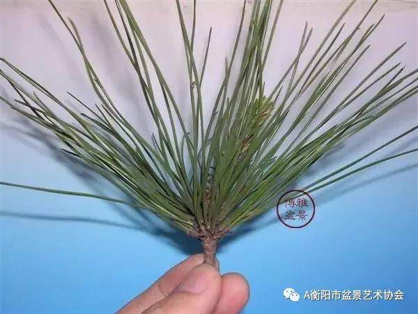 图解 黑松盆景的切芽短叶法