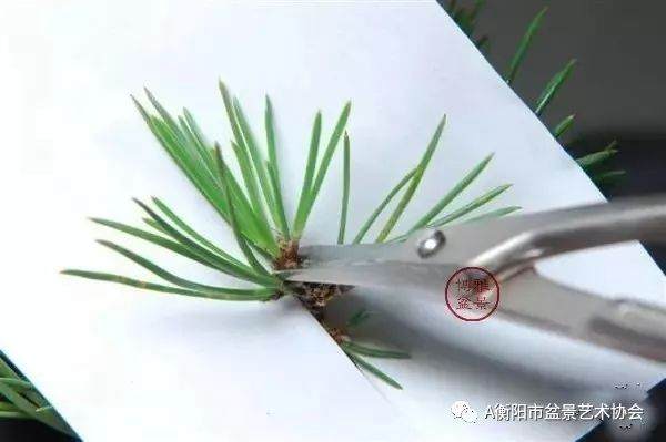 图解 黑松盆景的切芽短叶法