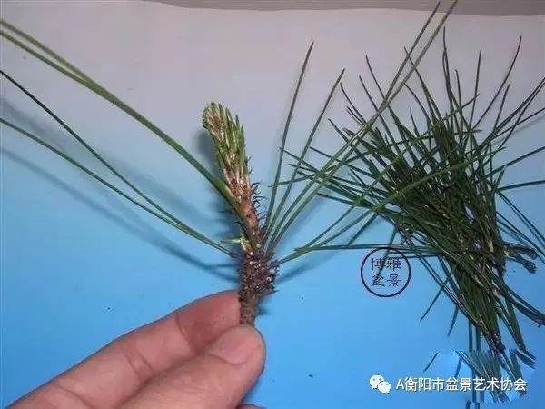 图解 黑松盆景的切芽短叶法