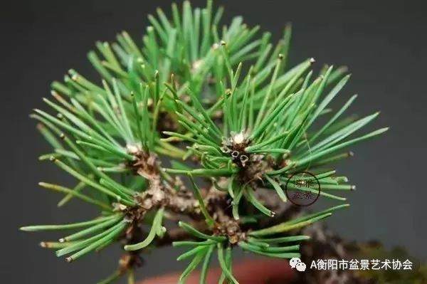 图解 黑松盆景的切芽短叶法