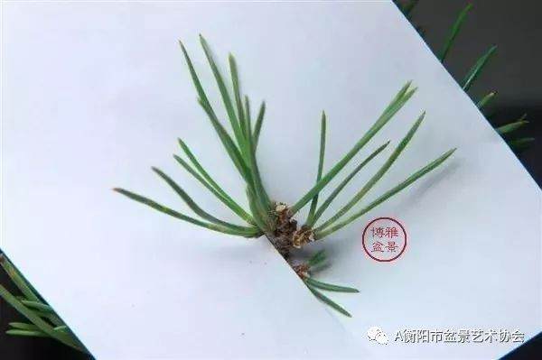 图解 黑松盆景的切芽短叶法