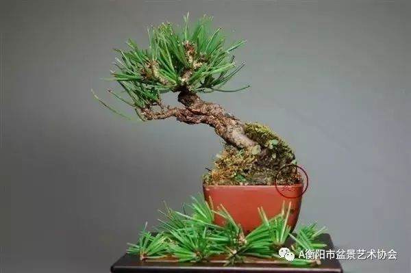 图解 黑松盆景的切芽短叶法