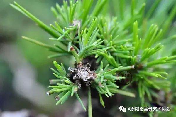 图解 黑松盆景的切芽短叶法