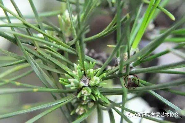 图解 黑松盆景的切芽短叶法