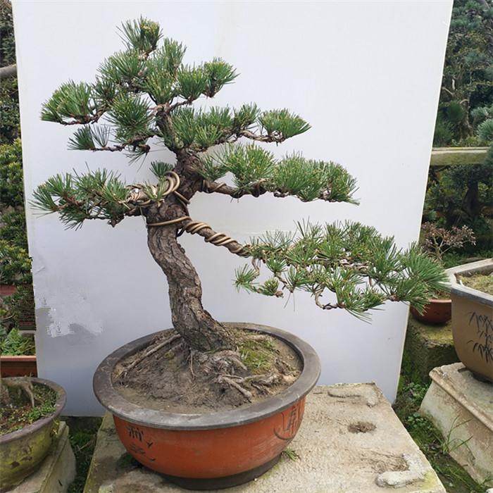 黑松下山桩成活率低 采挖后怎么办?