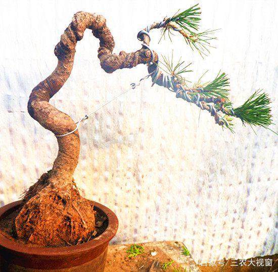 黑松下山桩成活率低 采挖后怎么办?