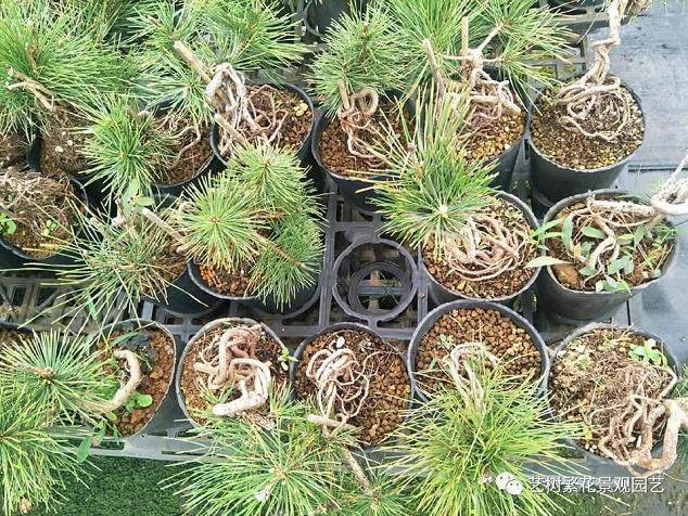 图解 给黑松盆景换盆的全过程