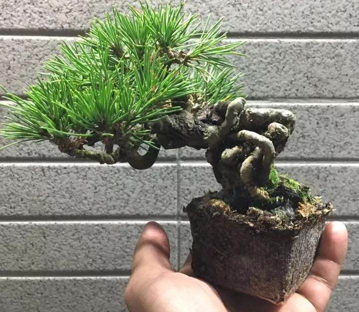 图解 给黑松盆景换盆的全过程