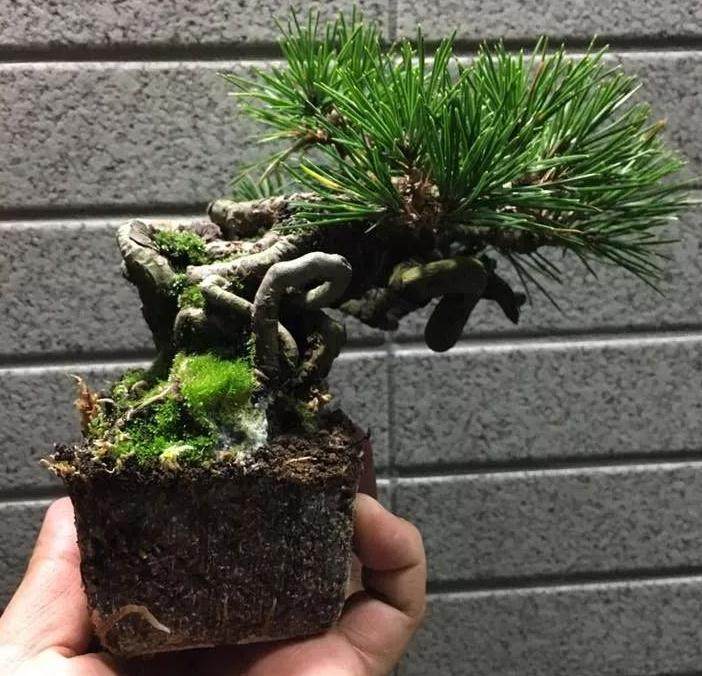 图解 给黑松盆景换盆的全过程