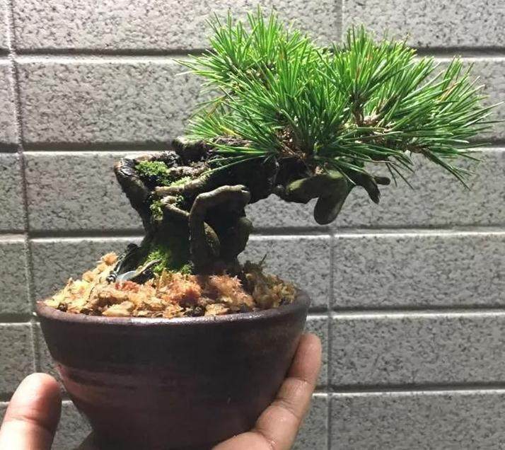 图解 给黑松盆景换盆的全过程