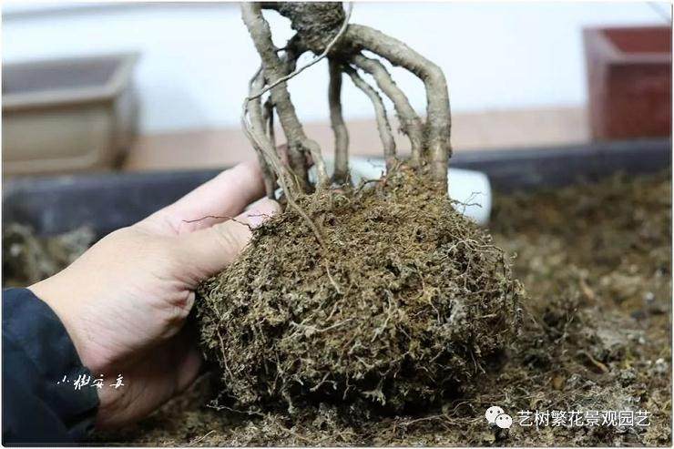 图解 给黑松盆景换盆的全过程