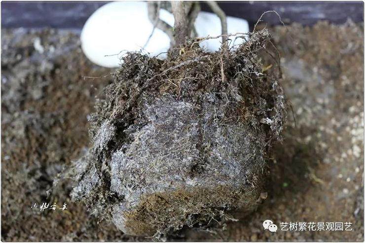 图解 给黑松盆景换盆的全过程