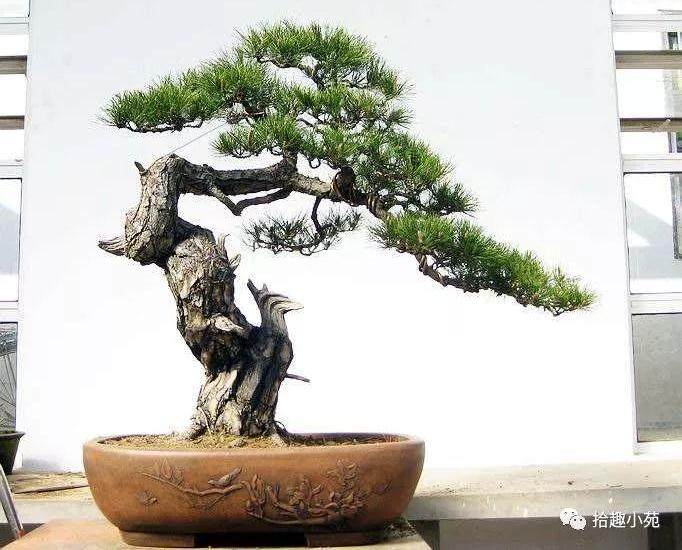 黑松盆景的6个管理养护方法