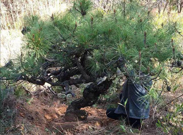 大爷找到一棵黑松下山桩 挖下山卖800