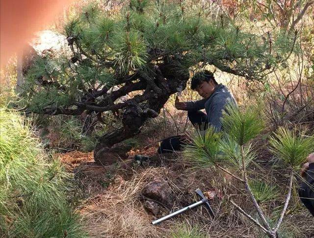 大爷找到一棵黑松下山桩 挖下山卖800