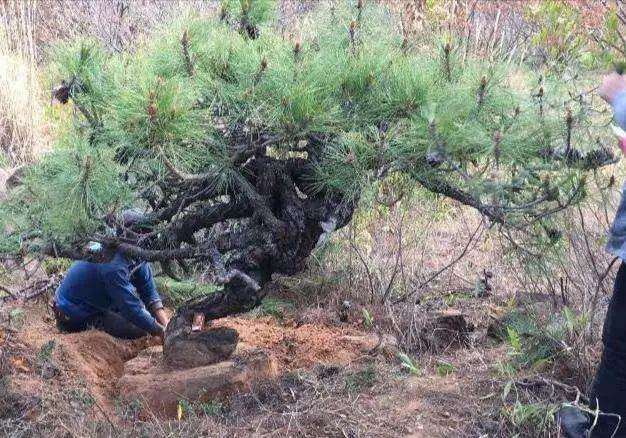 大爷找到一棵黑松下山桩 挖下山卖800