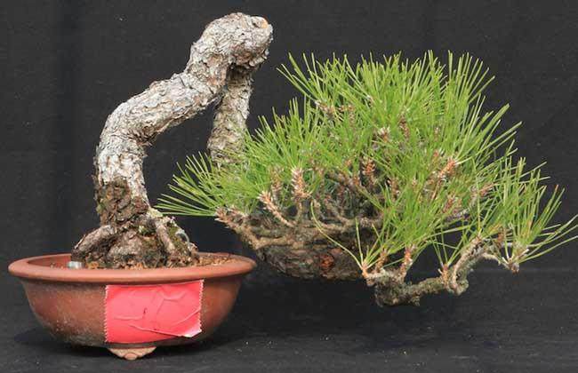  养护黑松盆景需要注意以下6点