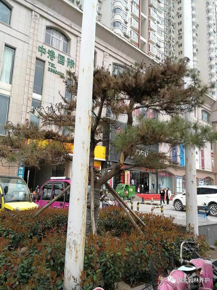 黑松盆景怎么生根复壮的方法 图片