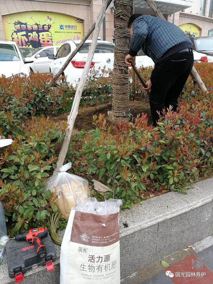 黑松盆景怎么生根复壮的方法 图片