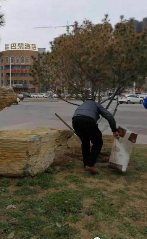 黑松盆景怎么生根复壮的方法 图片