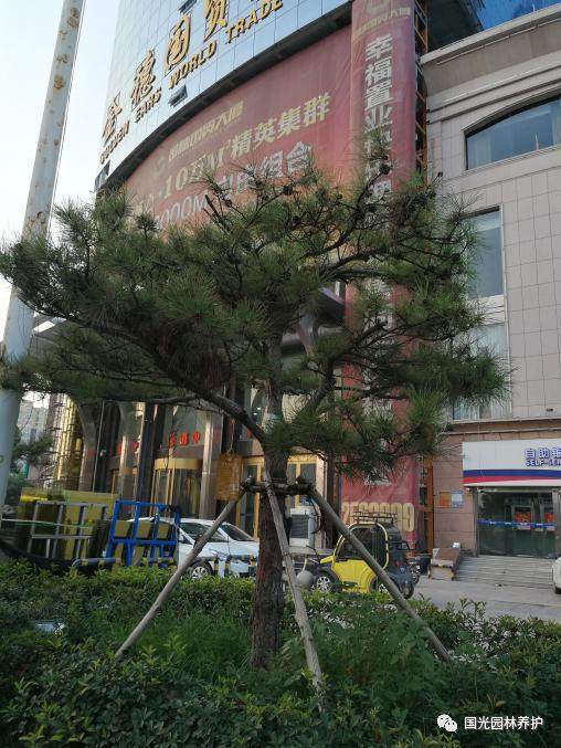 黑松盆景怎么生根复壮的方法 图片