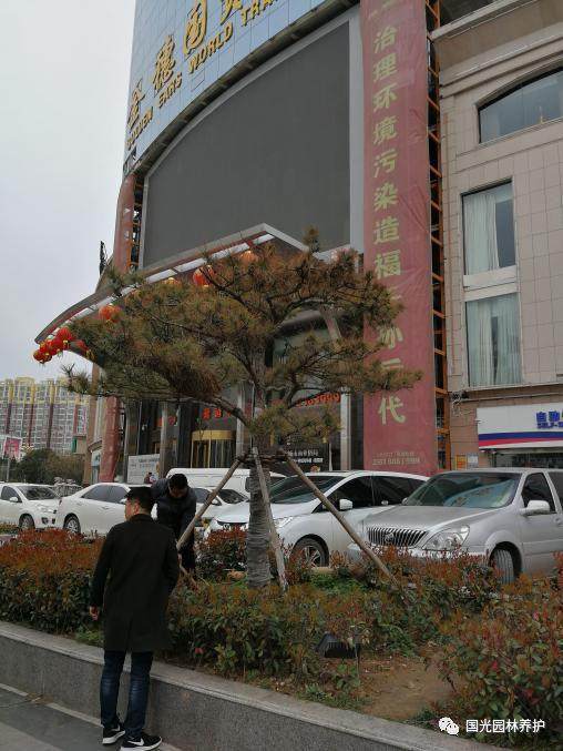 黑松盆景怎么生根复壮的方法 图片