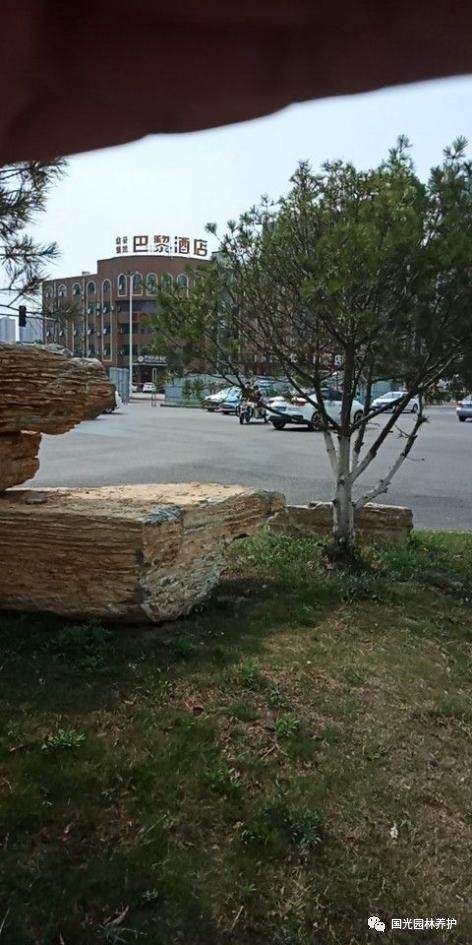 黑松盆景怎么生根复壮的方法 图片