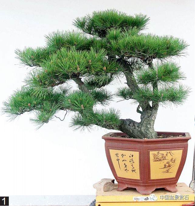 图解 黑松盆景的变形记 12幅