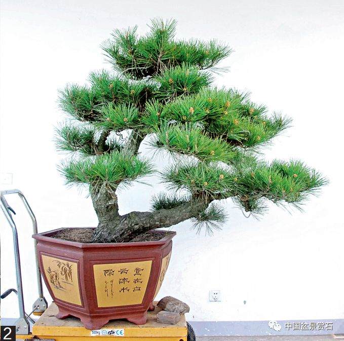 图解 黑松盆景的变形记 12幅