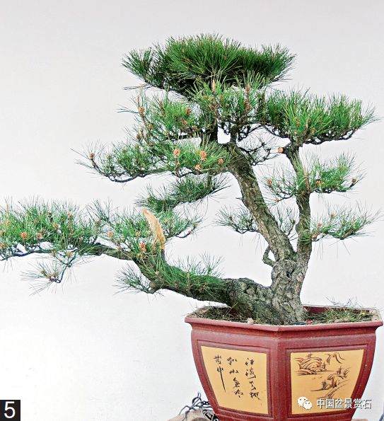 图解 黑松盆景的变形记 12幅