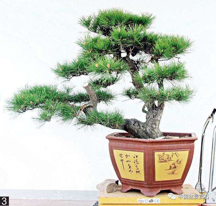 图解 黑松盆景的变形记 12幅